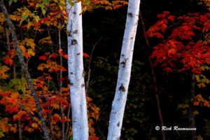 Trees - Rick Rasmussen