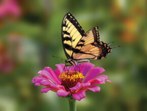 Rick Rasmussen Photography - Swallow Tail Butterfly