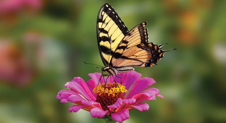 Rick Rasmussen Photography - Swallow Tail Butterfly